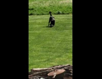 Black dog plays soccer alone in yard