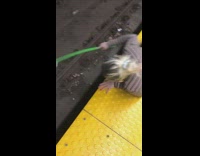 Girl uses stick to retrieve dropped earbud 