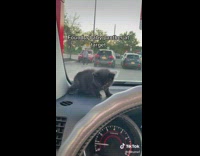 Black kitten on dashboard of car meows