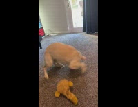 Dog spins around chases tail