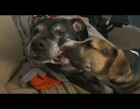 Dog lick cheek mouth of other dog