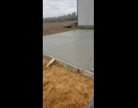 Wild deer walks on newly cement walkway