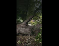 Giant old tree falls over after hurricane on car