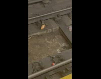 Rat carries pizza down train tracks