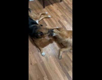 Dogs play biting on the floor 