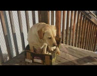 Pet dog sits on old box rather than the new bed
