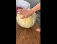 Hand gets printed on surface of pumpkin