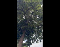 Squirrel climbs up tree after stealing pizza part 1