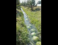 Line of watermelons rolling down water stream 