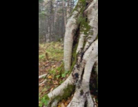 Tree Trunk Looks Like Encased Human Body