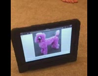 A tan dog is sitting on the floor looking at an Ipad 
