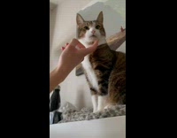 Collab BitchMP - Cat hates to be touched 