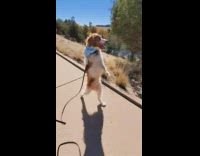 Dog blue bandana walking upright 