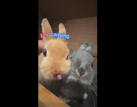 Bunnies leaves mess all over the office