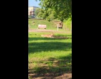 Husky dog lay down rub self on mud