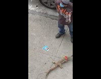 Pet lizard dragon red bandana sidewalk quarantine 