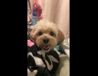 Woman calls dog quickly looks at her