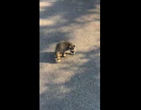 Collab Clips MPUGC - Man on walk with pet racoon 