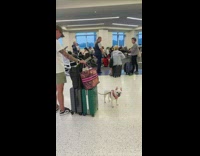 Excited small white dog small hops in airport 