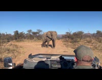 Elephant walk in front of jeep Africa