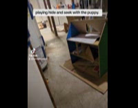 Dog loves to play hide and seek