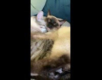 Two cat sleep tail wrapped around each other