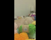 Owner throws rainbow balls of yarn at white poodle on bed