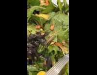 Bug on washed ready to eat salad