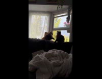 Two cats on couch relax on window