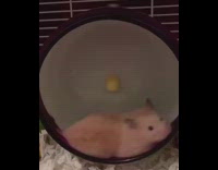Brown white hamster lays black exercise wheel 