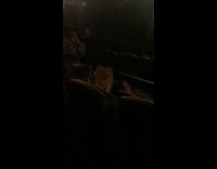 Pomeranian dog inside the cinema with owner