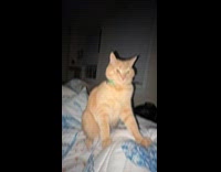 Woman tells cat she doesnt want to play