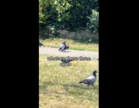 Three pigeons walk around together at park