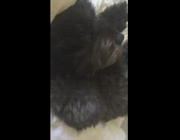 Black fluffy dog lays on bed and covers eyes while owner talks 