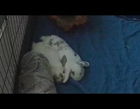 Bunny lay beside another bunny inside cage