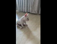 White french bulldog dog tilts head music 