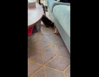 Dog plays with puppy under the couch