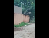 Dog sitting on street barking at birds