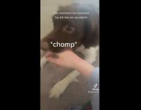 Collab Clips mpugc - Brown white dog stops playing when it bites owner