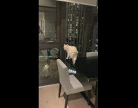 Brown cat black table looks out window 