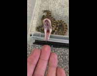 Pet snake held and then yawned back to its plastic cage