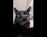 Cat hates being filmed and bites camera