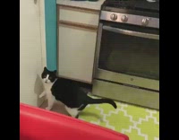 Cat tries to open pantry food door