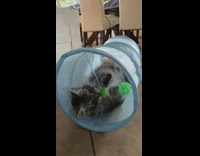 Kitten plays with toys in tube 