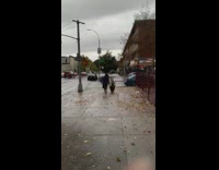 Woman pushes plant on skateboard