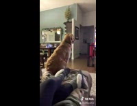 Dogs watch baby lions on tv screen