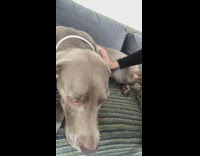 Girl large brown dog howl grey couch