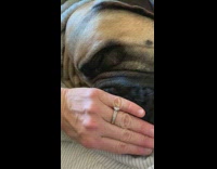 Pet dog asleep while owner blocks its nose