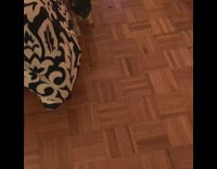 Cat gets neck pillow stuck around body 