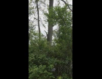 Fisher chase red squirrel climbed and runs on tree